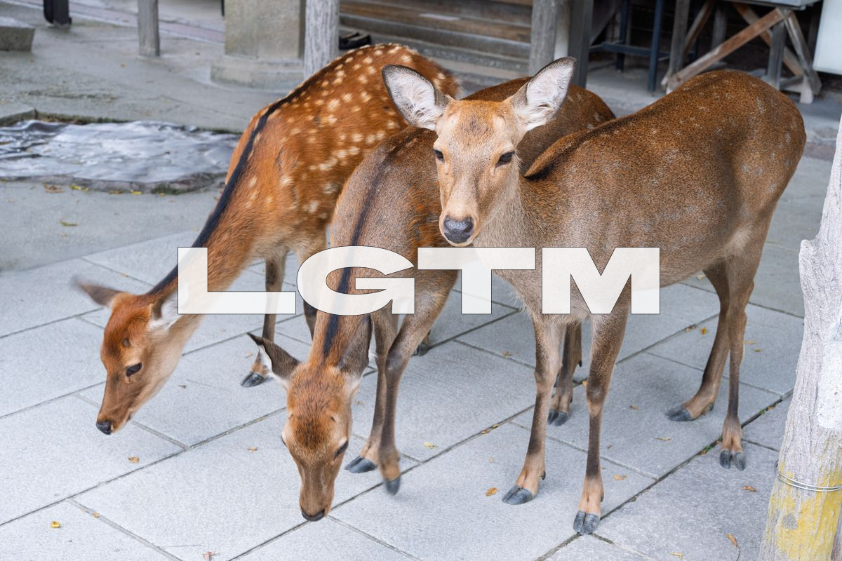 LGTM Image
