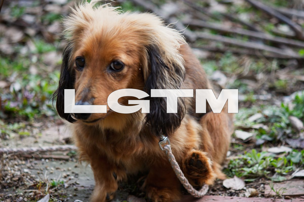 LGTM Image