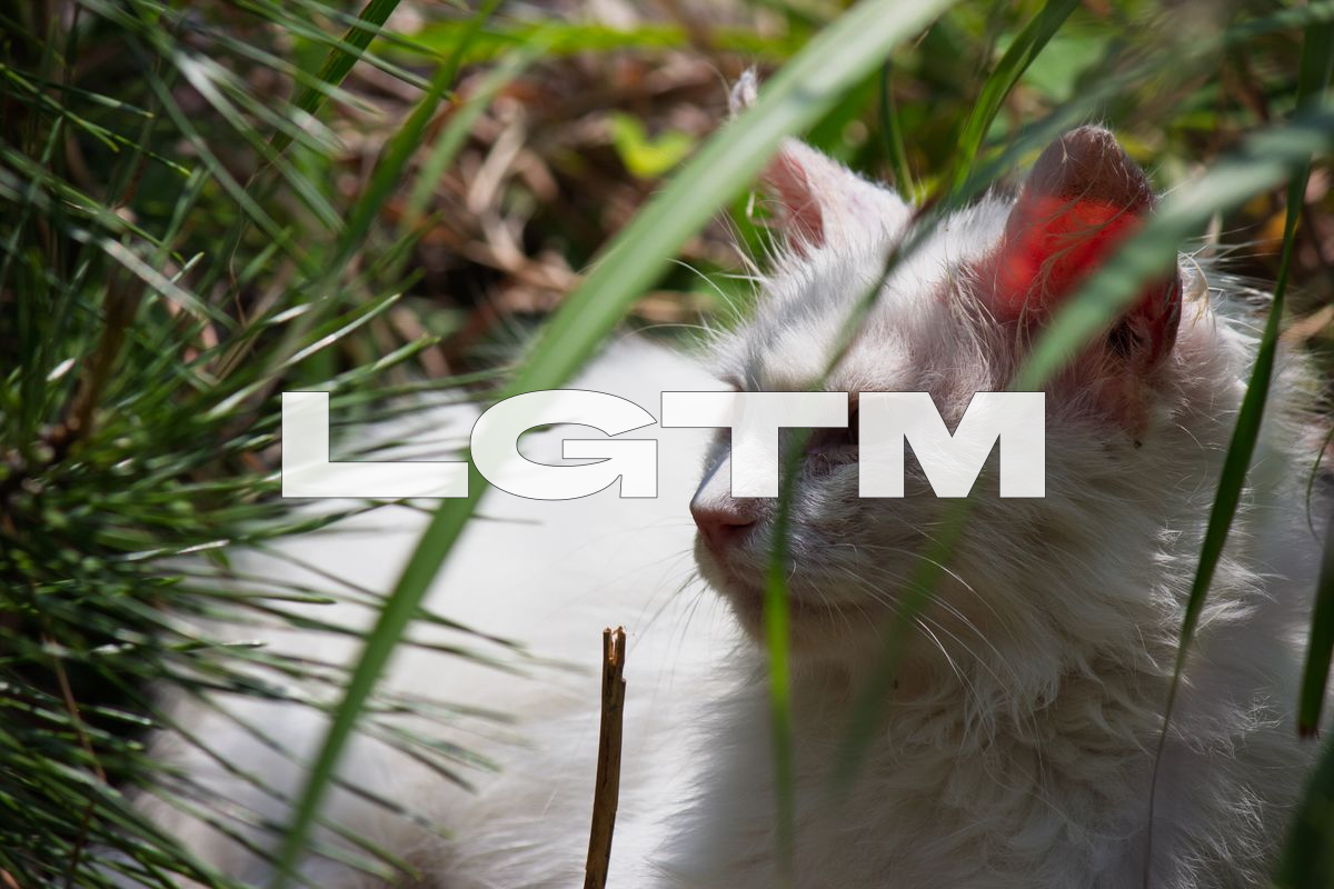LGTM Image